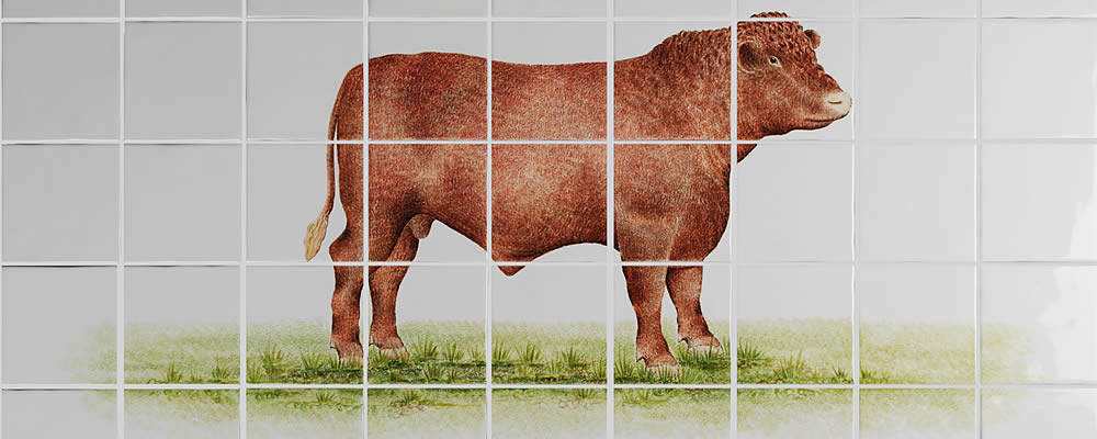 Red Lincolnshire Bull Red Lincolnshire Bull